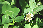 photo du trèfle rampant, Trifolium repens